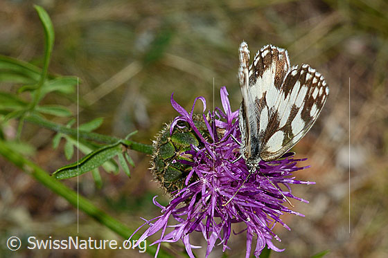 Photo: Melanargia galathea on Centaurea scabiosa. Wings almost folded. View from the front oben.