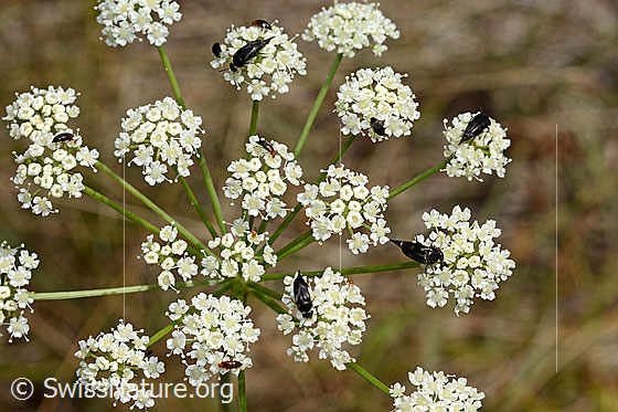 Gebänderte Stachelkäfer (Variimorda villosa) auf Blütendolde