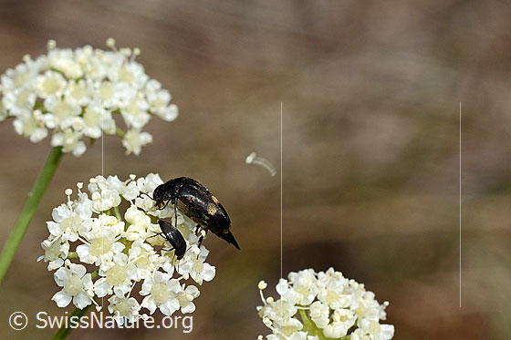 Foto: Gebänderter Stachelkäfer (Variimorda villosa) zusammen mit einem unbekannten Käfer auf Blütendolde.