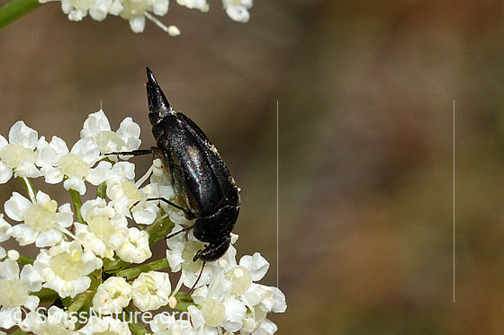 Foto: Gebänderter Stachelkäfer (Variimorda villosa)