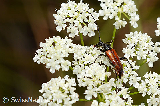 Schwarzgesaumter Schmalbock (Anastrangalia dubia)