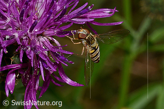 Photo: Episyrphus balteatus on Centaurea scabiosa. View from diagonally above.
