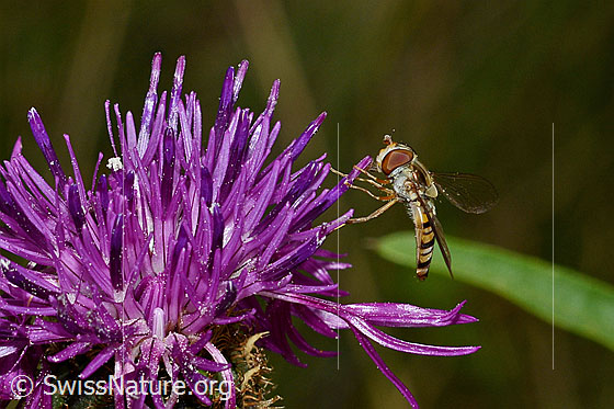 Foto: Hainschwebfliege (Episyrphus balteatus) auf Skabiosen-Flockenblume (Centaurea scabiosa). Ansicht von der Seite.