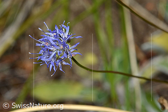 Photo: Jasione montana. Blossom and stem.