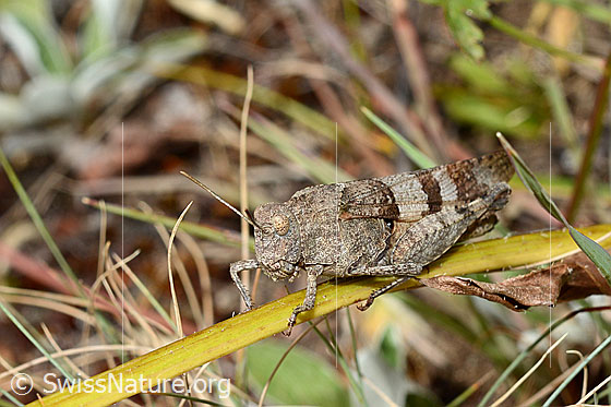 Photo: Oedipoda caerulescens. Length 15-28mm. View diagonally from the front.