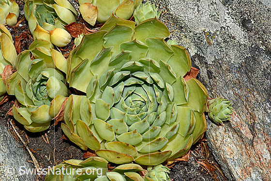Foto: Echte Hauswurz (Sempervivum tectorum), Rosetten