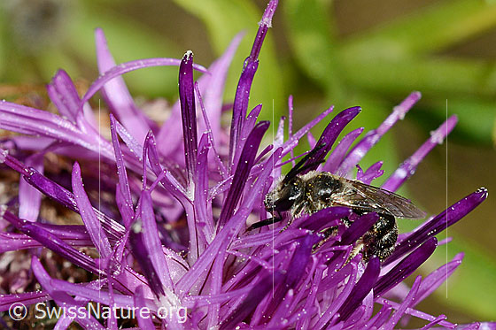 Foto: Wahrscheinlich Gewöhnliche Zwergsandbiene (Andrena minutula). Länge 5 - 7mm. Ansicht von der Seite.