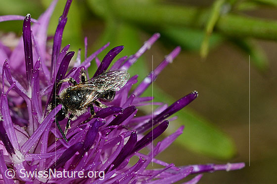 Foto: Wahrscheinlich Gewöhnliche Zwergsandbiene (Andrena minutula). Länge 5 - 7mm. Ansicht von schräg oben.