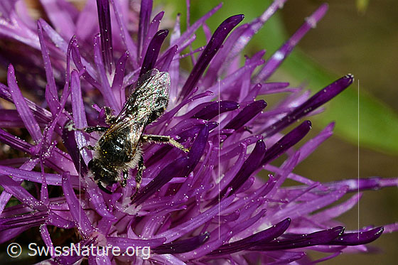 Photo: Probably Andrena minutula on Centaurea scabiosa. Length 5 - 7mm. View from above.