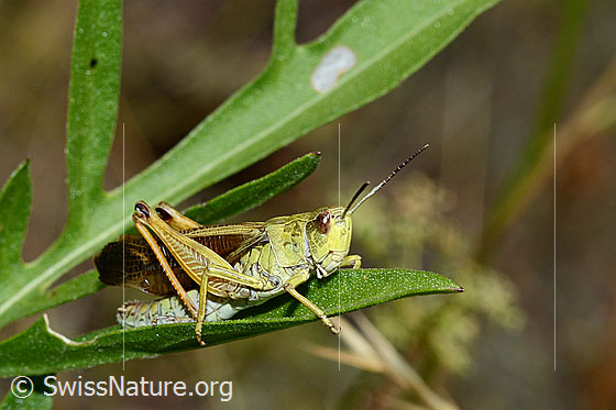 Gebirgsgrashüpfer (Stauroderus scalaris)