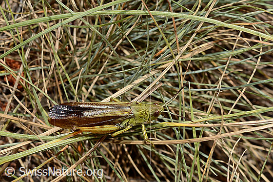 Photo: Stauroderus scalaris. Length 17 - 21mm. Male. View from above.