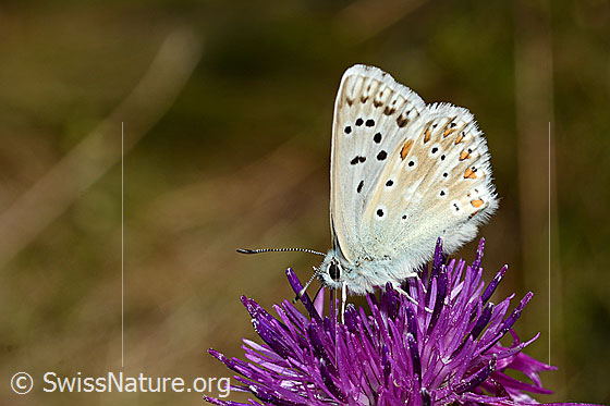 Foto: Himmelblauer Bläuling (Lysandra bellargus) auf Skabiosen-Flockenblume (Centaurea scabiosa). Flügel geschlossen. Ansicht von der Seite.