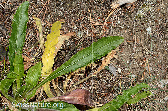 Photo: Campanula spicata. Leaves.