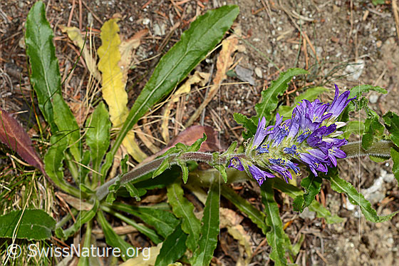 Photo: Campanula spicata. Whole plant.