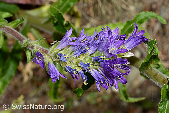 Photo: Campanula spicata. Inflorescence.