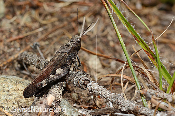 Foto: Rotflügelige Schnarrschrecke (Psophus stridulus). Länge 19 - 25mm. Männchen. Wird auch Rotflüglige Schnarrschrecke genannt. Ödlandschrecken werden auch Locustinae genannt. Ansicht von schräg hinten.