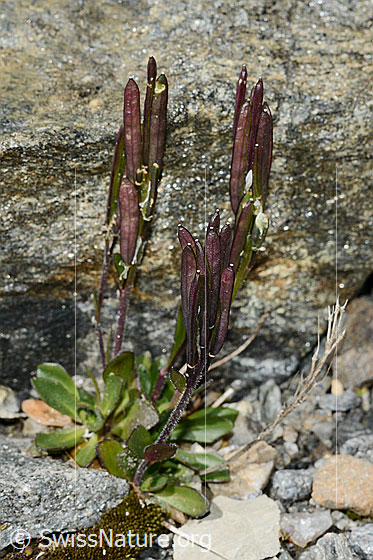 Foto: Bläuliche Gänsekresse (Arabis caerulea). Ganze Pflanze (Habitus). Mit Früchten.