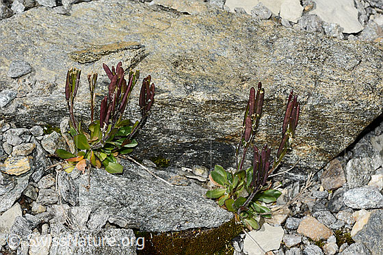 Foto: Bläuliche Gänsekresse (Arabis caerulea). Ganze Pflanzen (habitus). Die Pflanze ist verblüht.