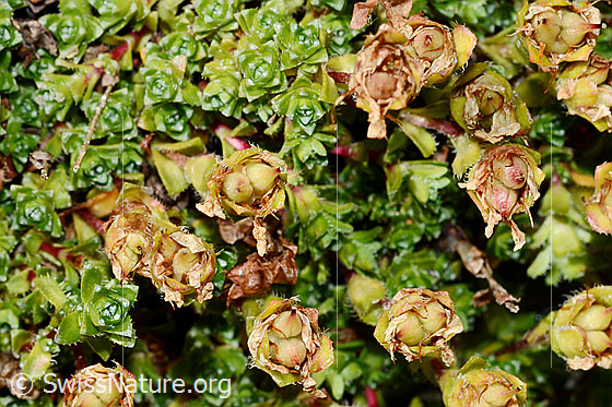 Foto: Zweiblütiger Steinbrech (Saxifraga biflora). Früchte und Blätter.