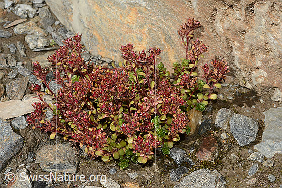 Photo: Saxifraga biflora. Whole plant, blossoms almost faded.