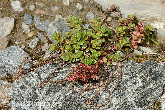 Foto: Zweiblütiger Steinbrech (Saxifraga biflora).