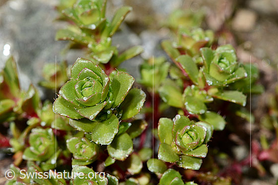 Photo: Saxifraga biflora. Leaves.