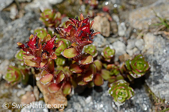 Foto: Zweiblütiger Steinbrech (Saxifraga biflora). Blüte, Stängel und Blätter.