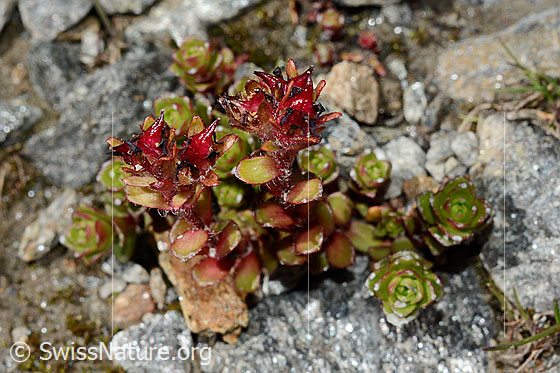 Foto: Zweiblütiger Steinbrech (Saxifraga biflora). Ganze Pflanze (Habitus).