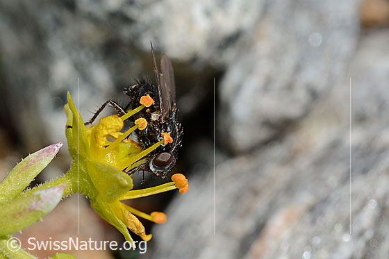 Foto: Wahrscheinlich Zaphne ambigua (Blumenfliege) auf Bewimpertem Steinbrech (Saxifraga aizoides). Ansicht von schräg vorne.