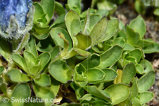 Photo: Campanula cenisia. Leaves.
