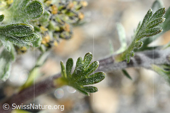 Foto: Wahrscheinlich Ährige Edelraute (Artemisia genipi). Stängel und Stängelblätter.