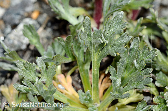 Foto: Wahrscheinlich Ährige Edelraute (Artemisia genipi). Grundblätter.