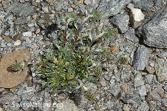 Foto: Wahrscheinlich Ährige Edelraute (Artemisia genipi). Ganze Pflanze (Habitus).