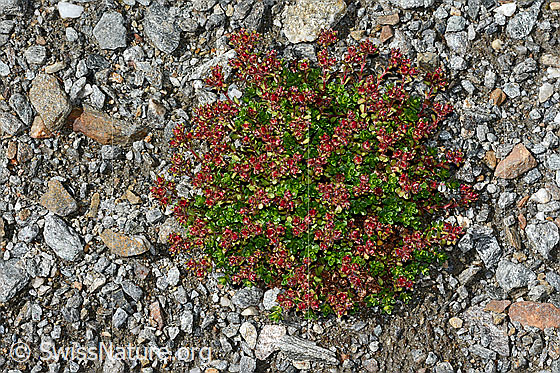 Foto: Zweiblütiger Steinbrech (Saxifraga biflora). Ganze Pflanze.