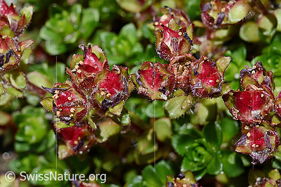 Foto: Zweiblütiger Steinbrech (Saxifraga biflora). Blüten, fast verblüht. 
