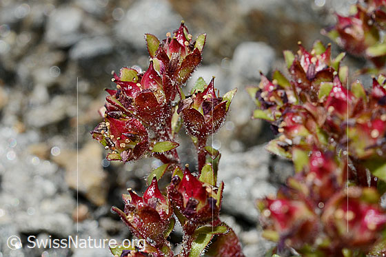Foto: Zweiblütiger Steinbrech (Saxifraga biflora). Blüten, fast verblüht. 