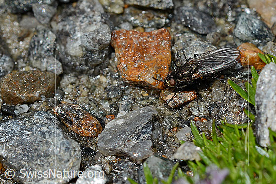 Foto: Wahrscheinlich Zaphne wierzejskii (Blumenfliege). Körperlänge 7 - 8.5mm.