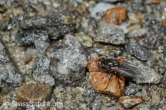 Foto: Wahrscheinlich Zaphne wierzejskii (Blumenfliege) unterwegs auf Kiesboden. Körperlänge 7 - 8.5mm.