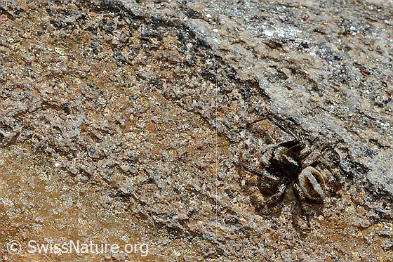 Foto: Wahrscheinlich Attulus longipes (Springspinne) auf Fels (Bündner Schiefer). Männchen. Ansicht von oben.