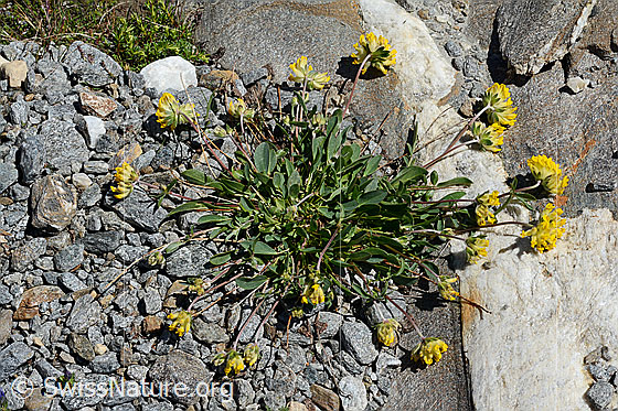 Foto: Alpen-Wundklee (Anthyllis vulneraria ssp. alpestris). Ganze Pflanze.