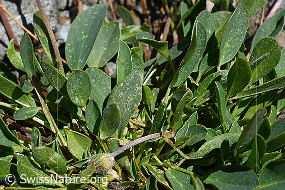 Foto: Alpen-Wundklee (Anthyllis vulneraria ssp. alpestris). Blätter.