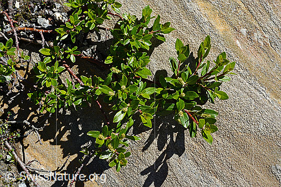 Photo: Probably Salix foetida. Twigs and leaves.