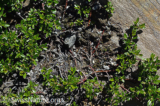 Photo: Probably Salix foetida. Whole plant (habiti).