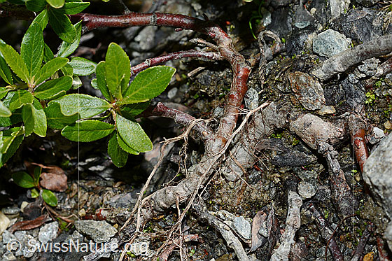 Photo: Probably Salix foetida. Leaves and stems.