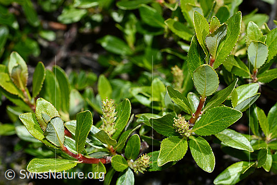 Stink-Weide (Salix foetida)