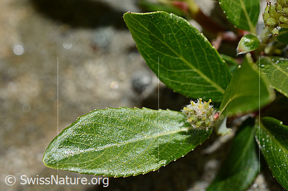 Foto: Wahrscheinlich Stink-Weide (Salix foetida). Blüte und Blätter.