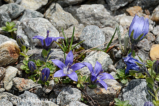 Photo: Campanula cenisia. Whole plant.