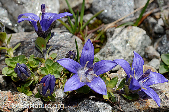 Photo: Campanula cenisia. Blossoms.