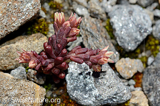 Foto: Dunkler Mauerpfeffer (Sedum atratum). Ganze Pflanze