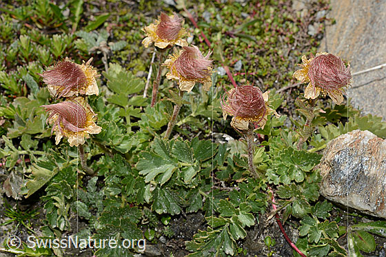 Foto: Kriechende Berg-Nelkenwurz (Geum reptans). Ganze Pflanze mit verblühten Blüten.
